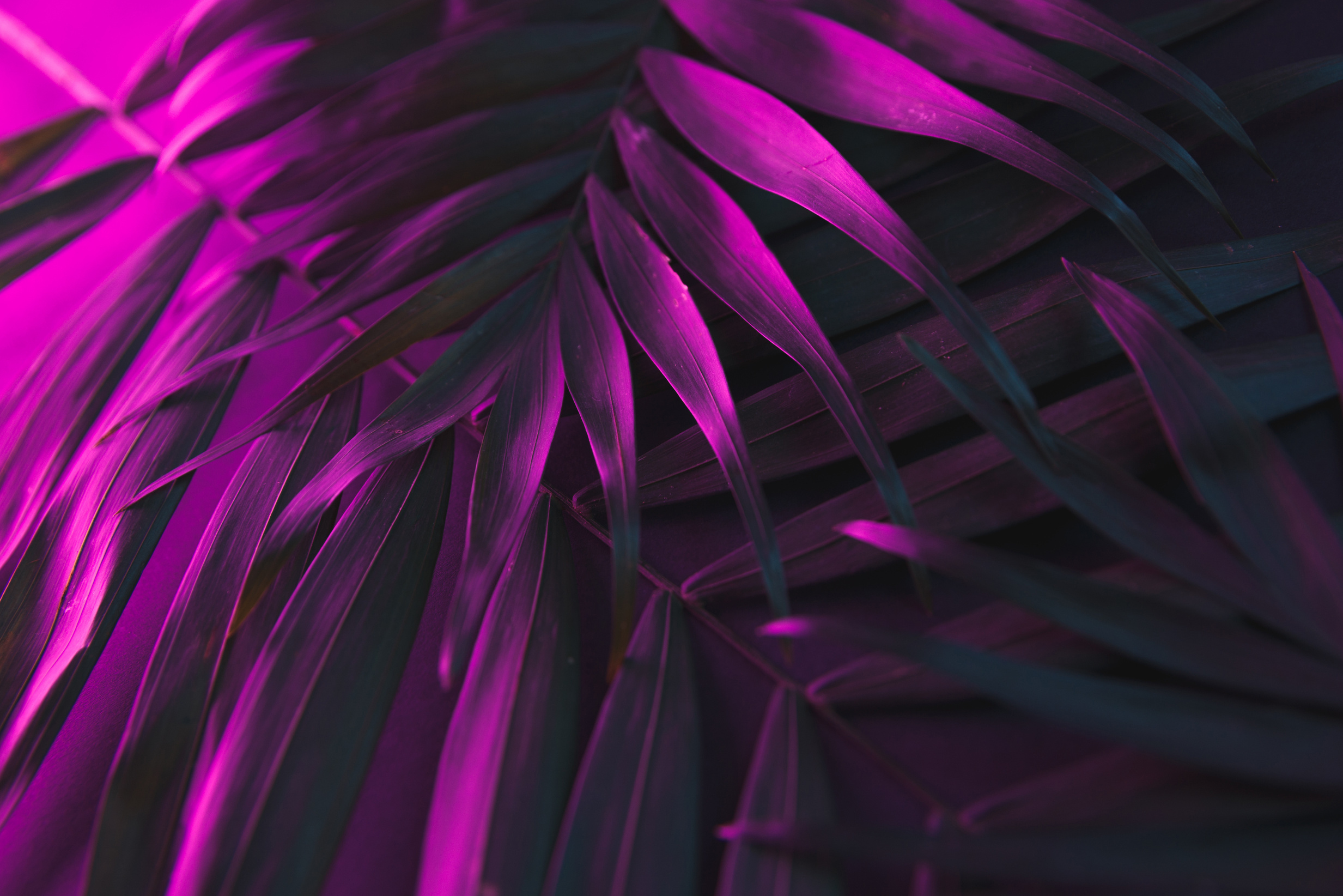 Tropical and palm leaves in vibrant bold gradient holographic neon colors